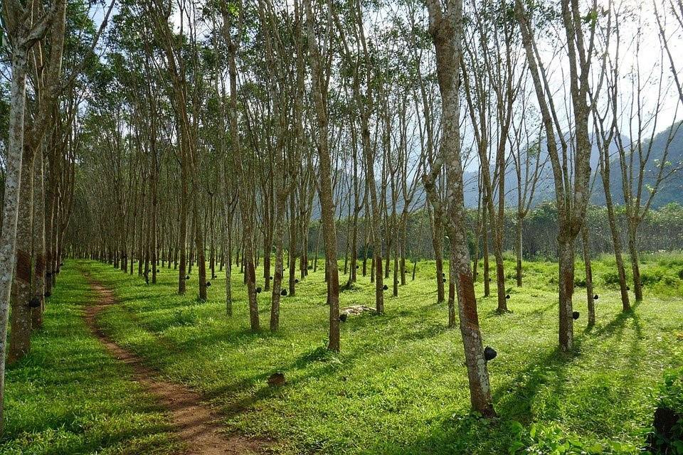 Kautschukplantage in Thailand